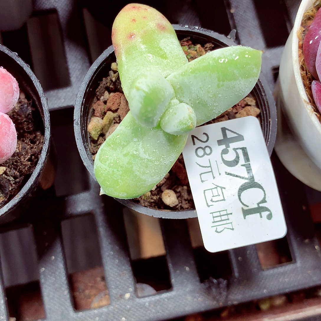 5厘米盆精控多肉457