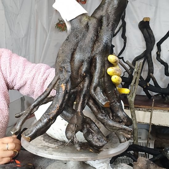 小***园无花朵一个一个一个一个一个