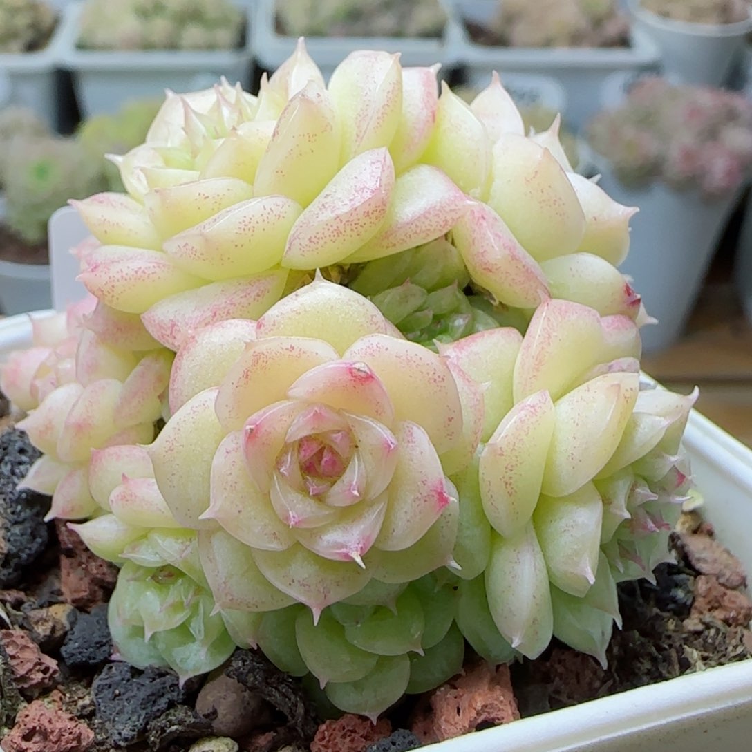 【闪购商品】0308-145花朵麦杆