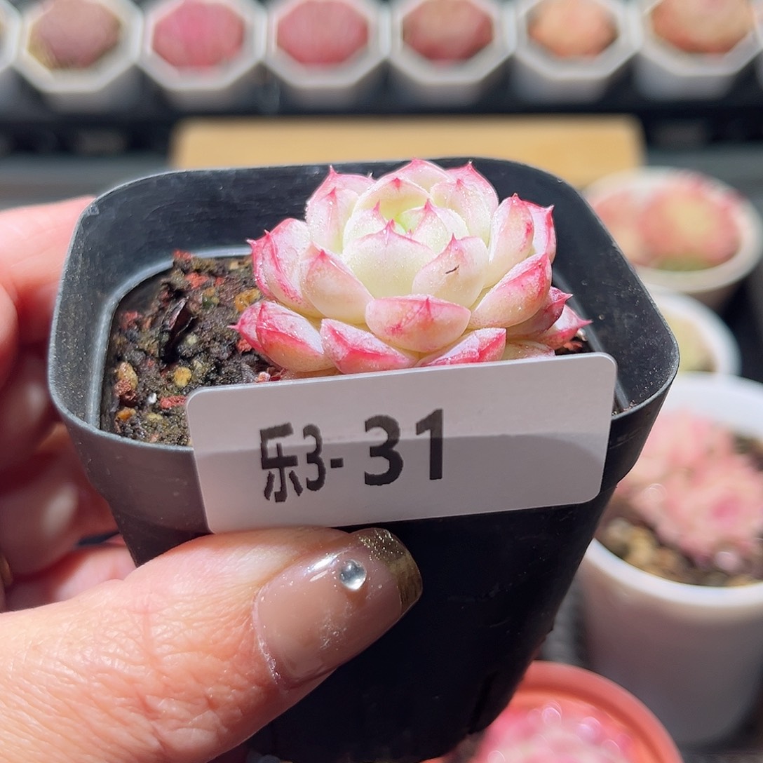 乐3-31 白桃单头