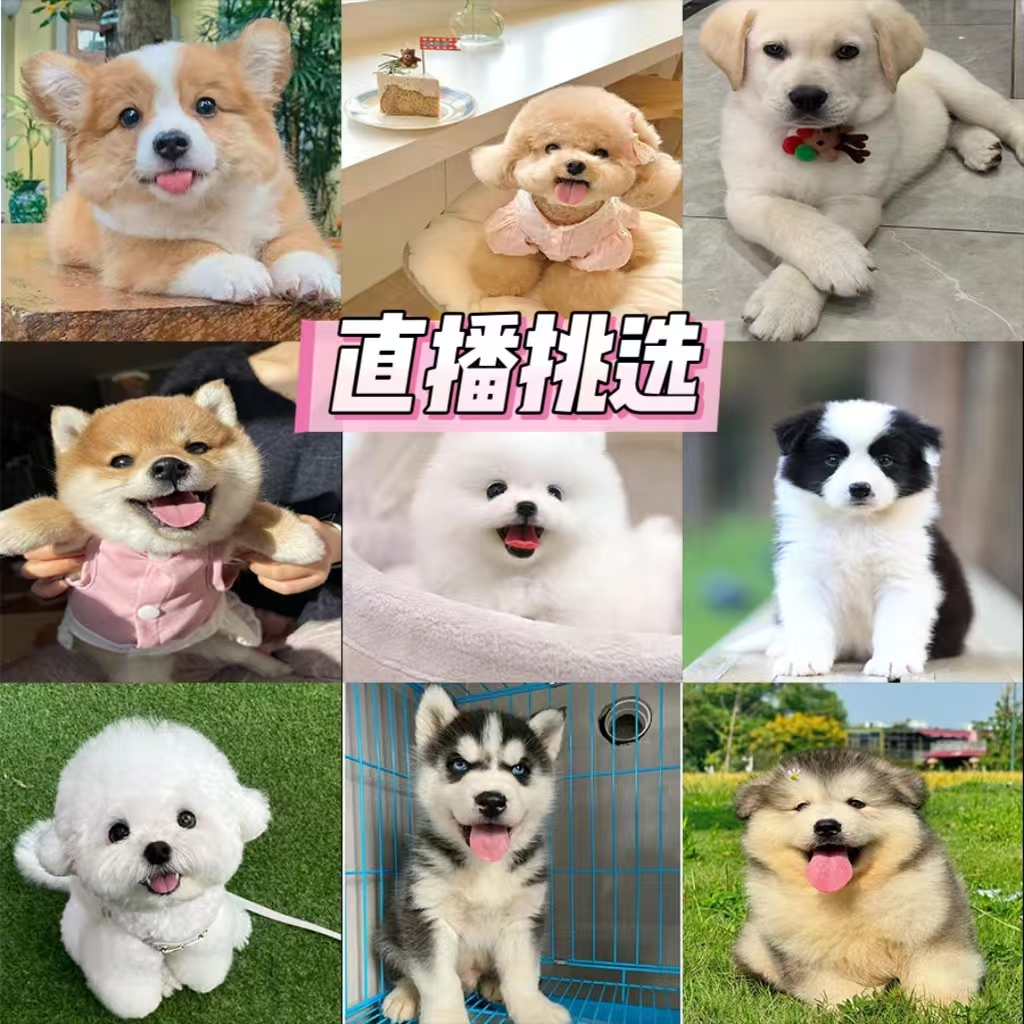 直播间挑选博美比熊泰迪柯基边牧金毛拉布拉多柴犬小鹿犬活体幼犬
