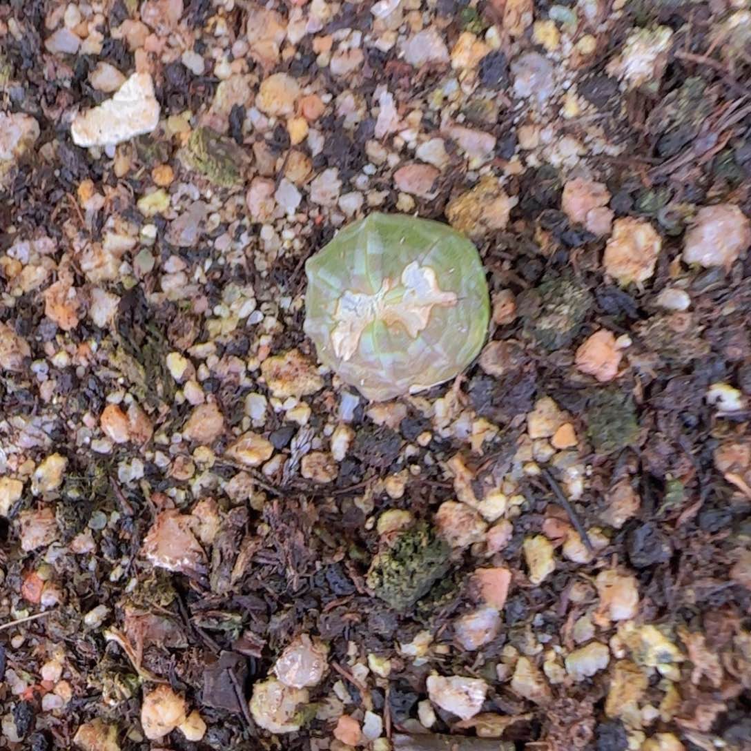 K***n块根植物块根植物块根植物