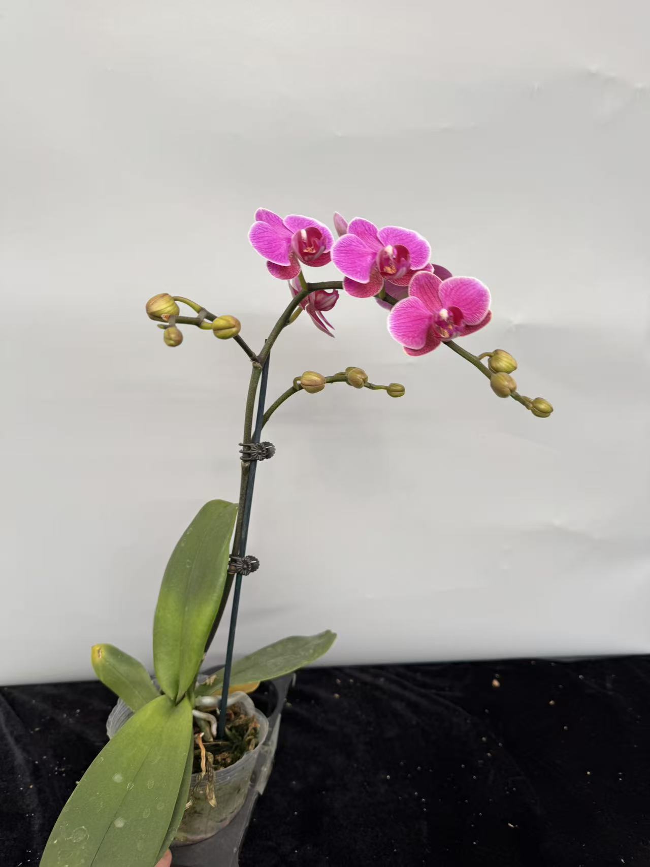 蝴蝶兰【梦叶罗丽】精品观花盆栽昆明基地直发