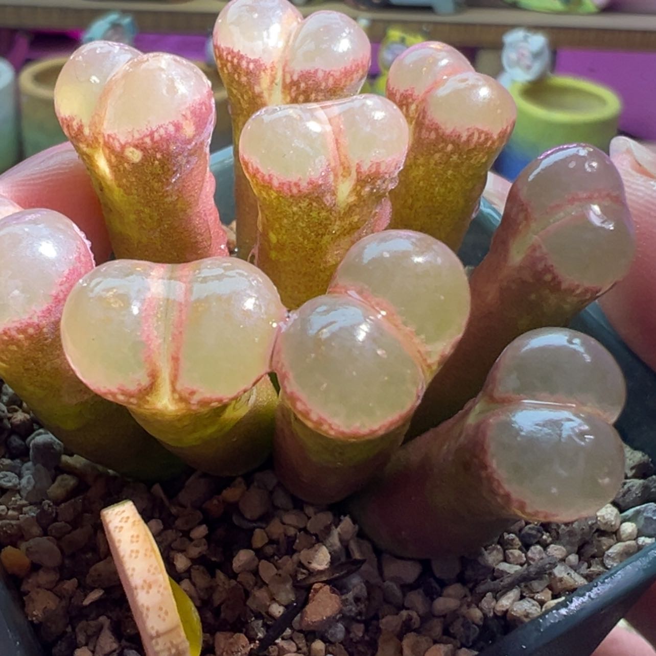 【闪购商品】78折优惠
