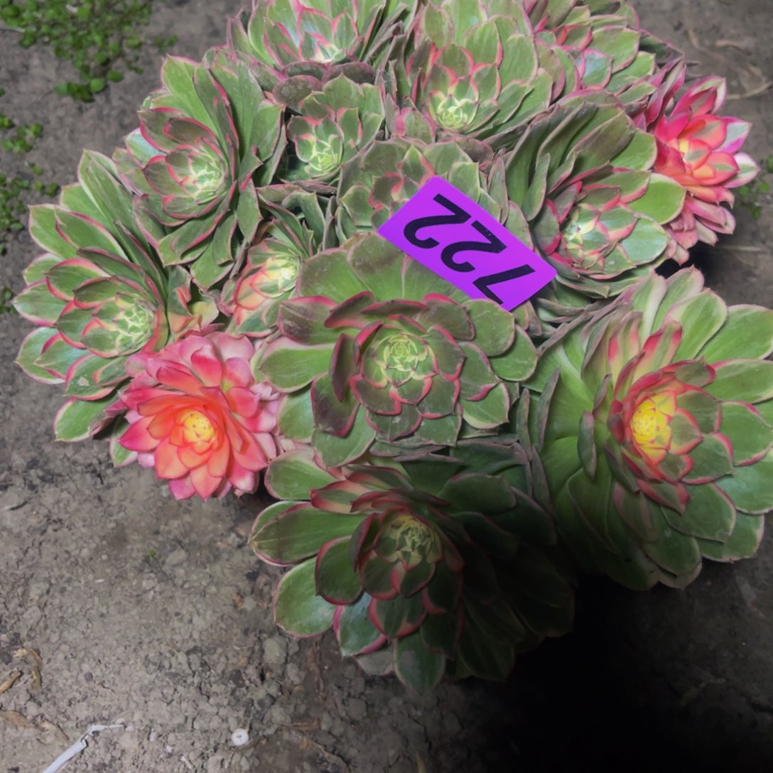 万紫法师16//////39包邮