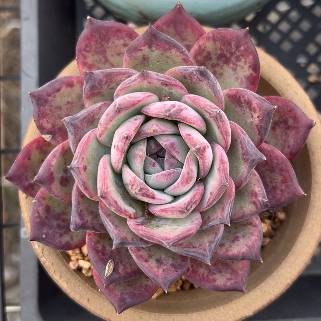 红拉糖精控多肉一物一拍