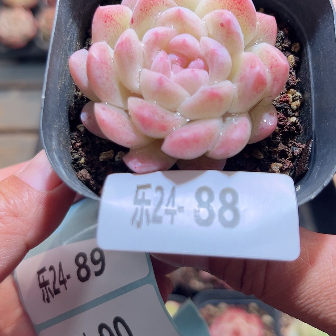 乐24-88明月心单头