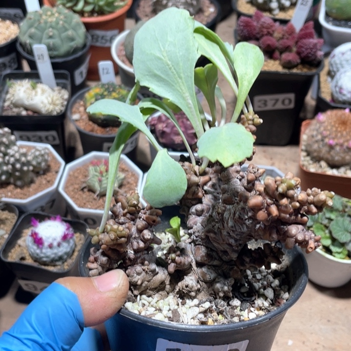 190大蛮鬼塔厚墩菊块根