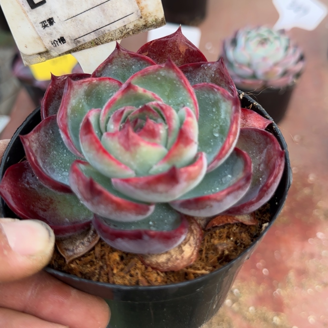 黑红玫瑰惊鸿一物一拍包装收缩花旱456