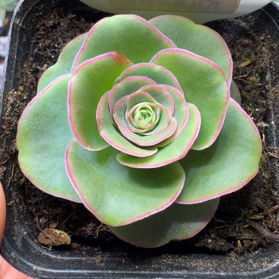 楹楹-352-冠幅 4CM