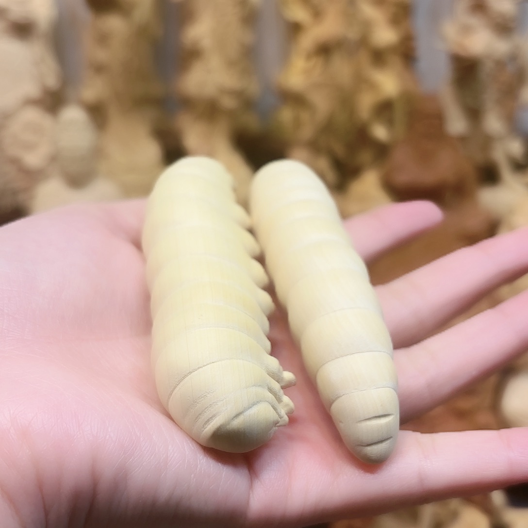 黄杨木黄杨木瑕疵毛毛虫