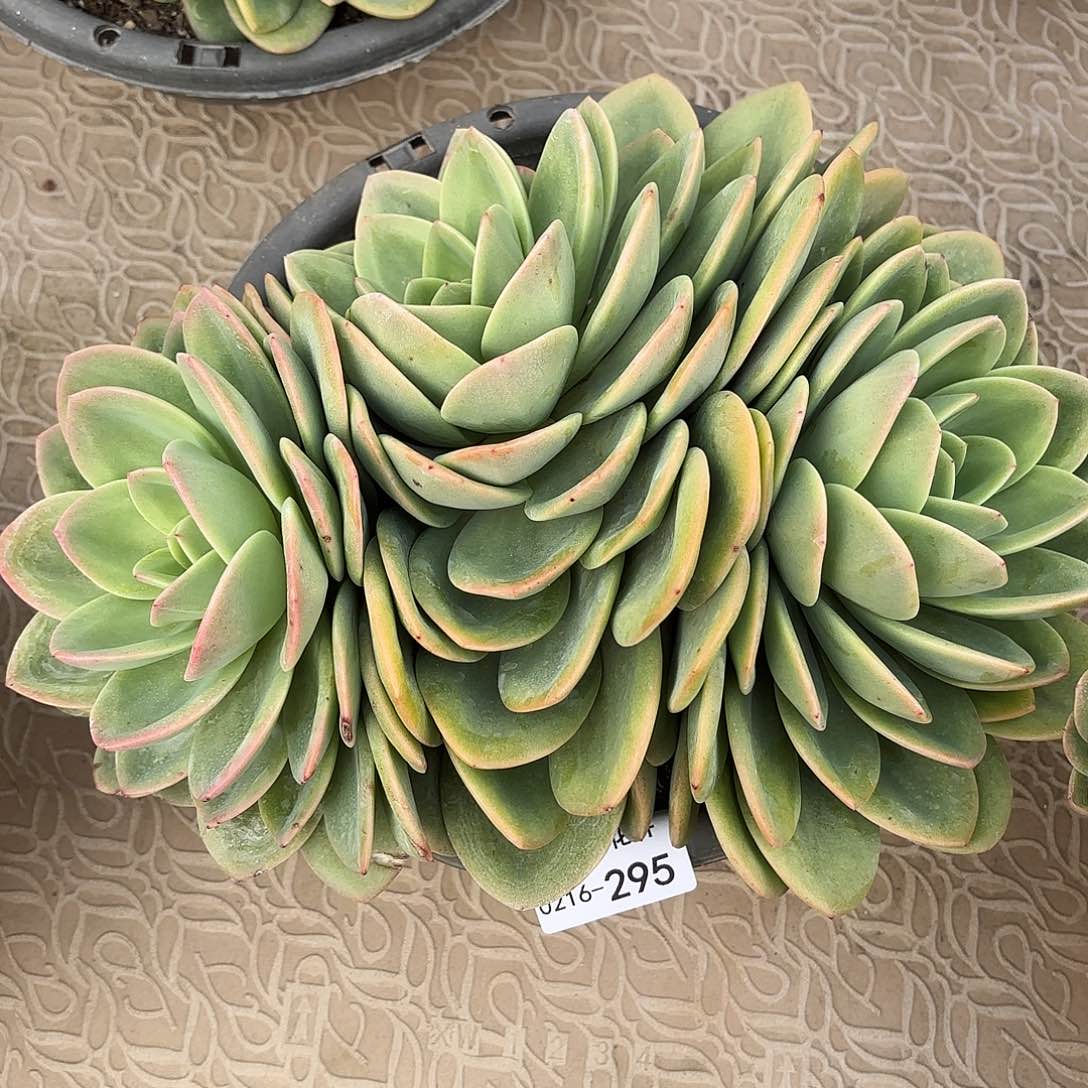 同温层多肉旋凤295