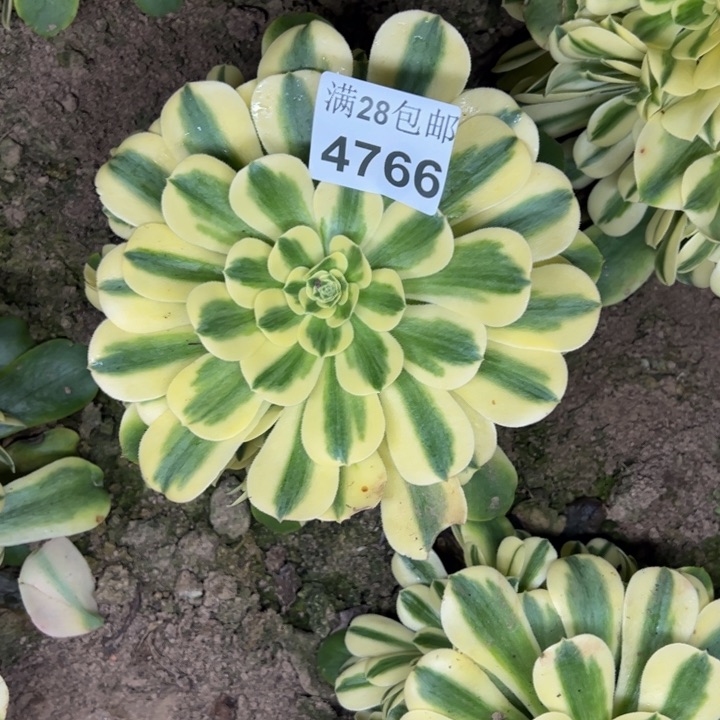 4766南雪莲多肉植物