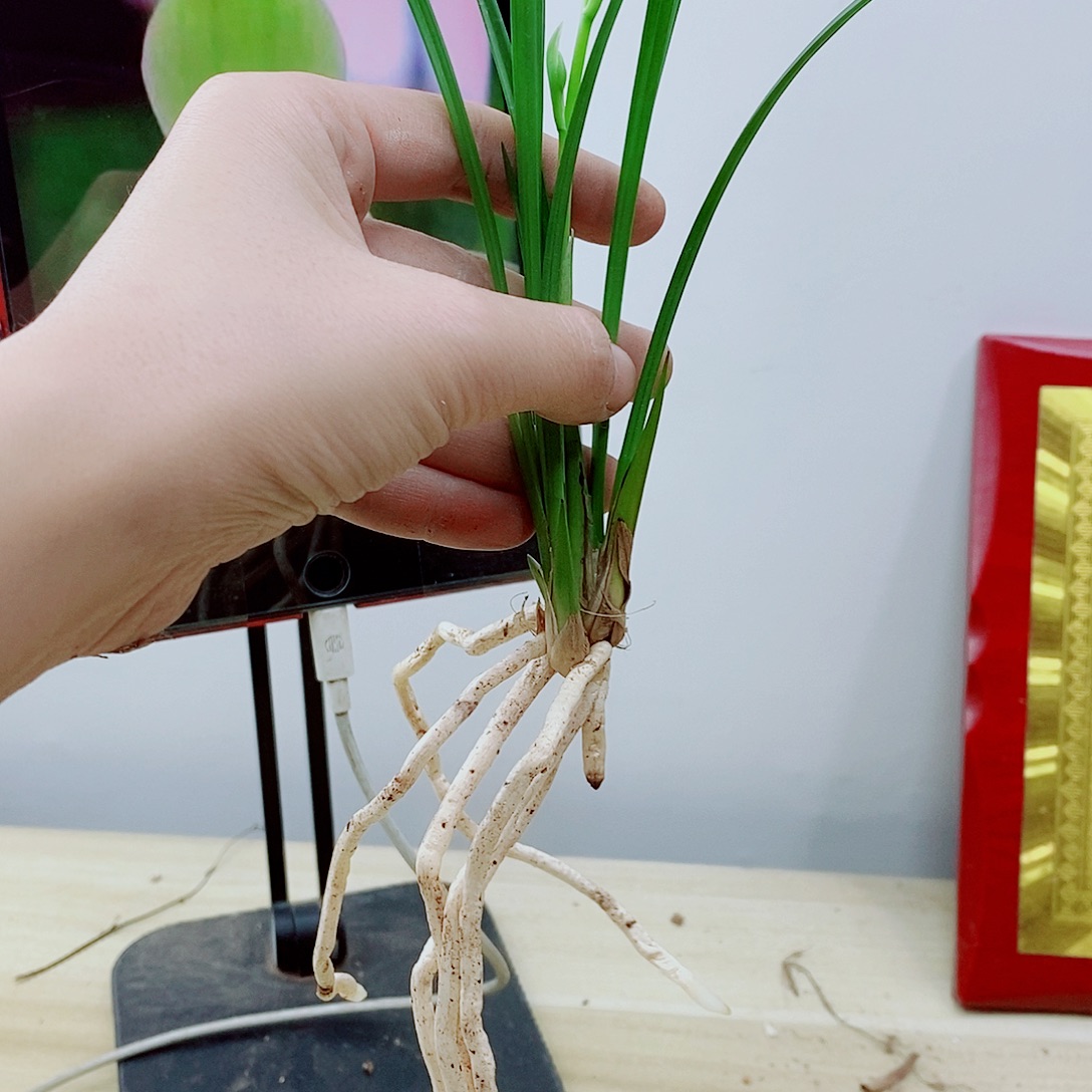 当前无花栽培后可以开花名