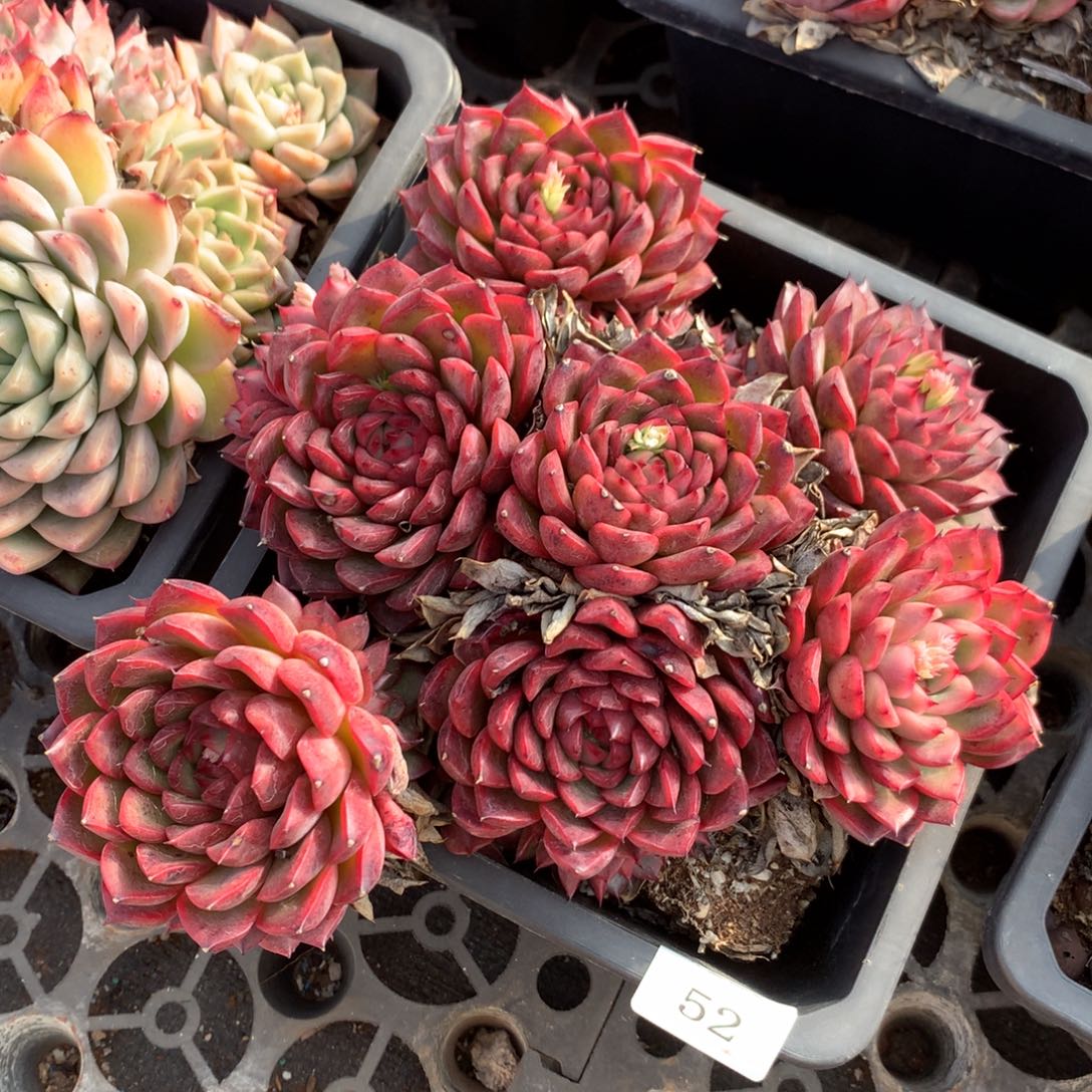 52新年快乐发发发