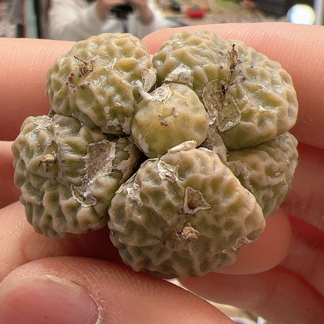 【闪购商品】287 超烧pvb9479