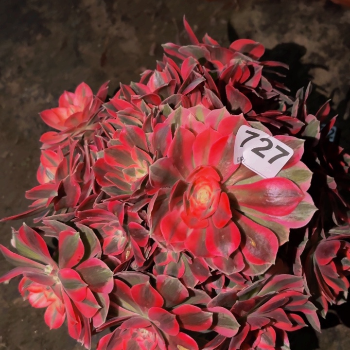 727女妖多肉植物不售后