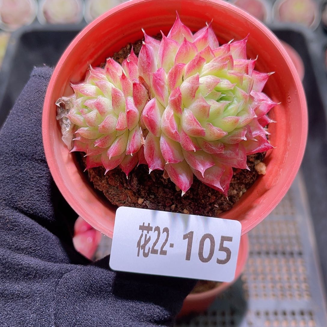 花利美22-105女王 微瑕