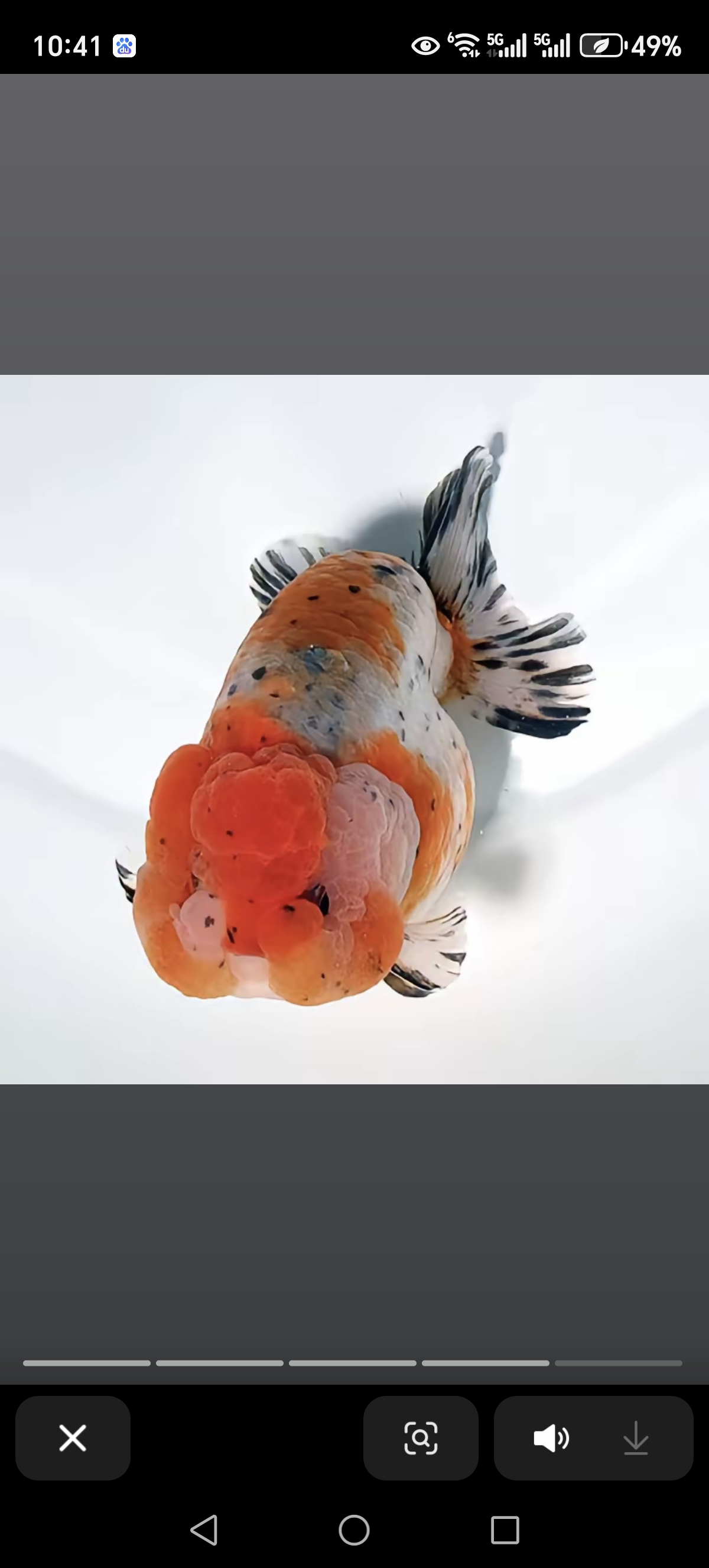 精品兰寿金鱼活体冷水观赏鱼耐活招财无病包邮