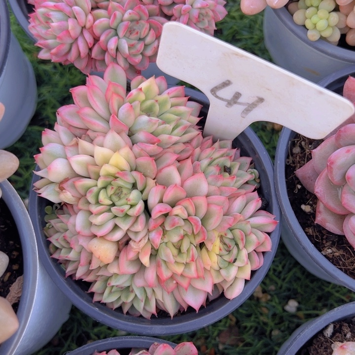 健健康康平平安安