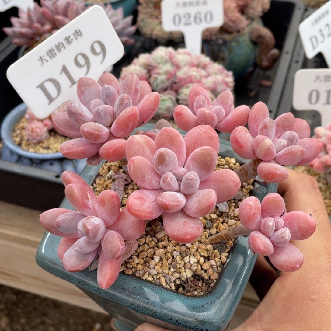 199香芋不带盆13厘米