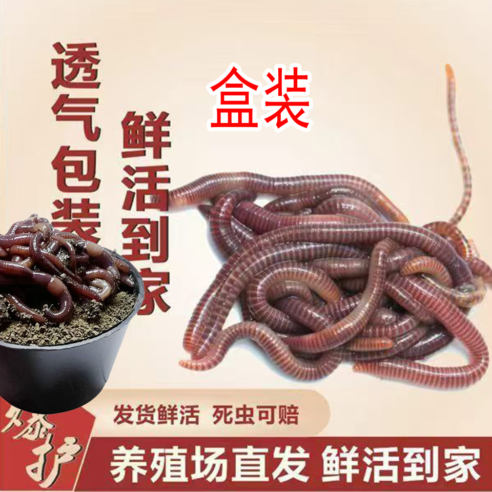 【约50条一盒】鲜活红蚯蚓腥味大蚯蚓拉中等大小冬季传统钓饵万能饵