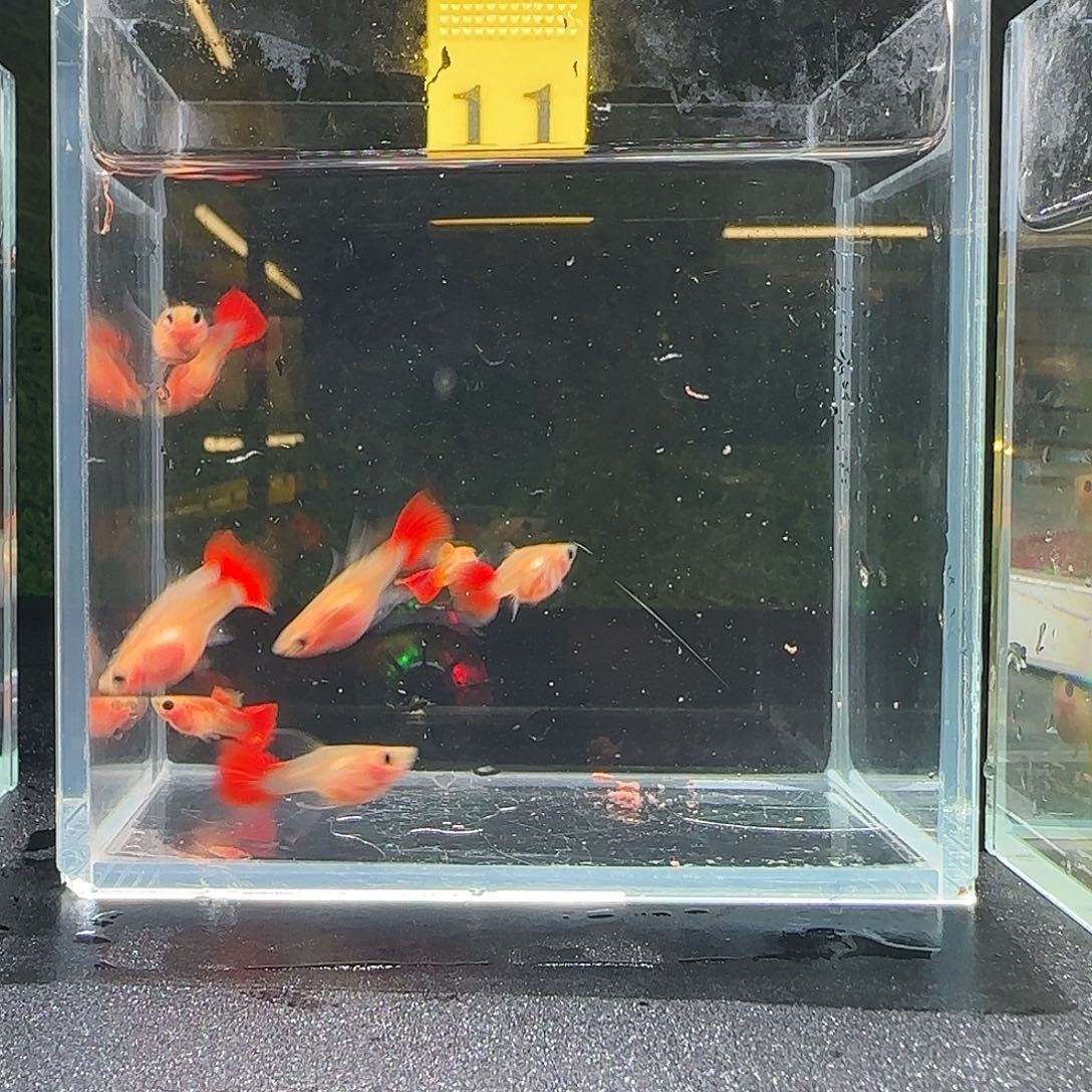 孔雀鱼琉璃c 3公3c母3短母