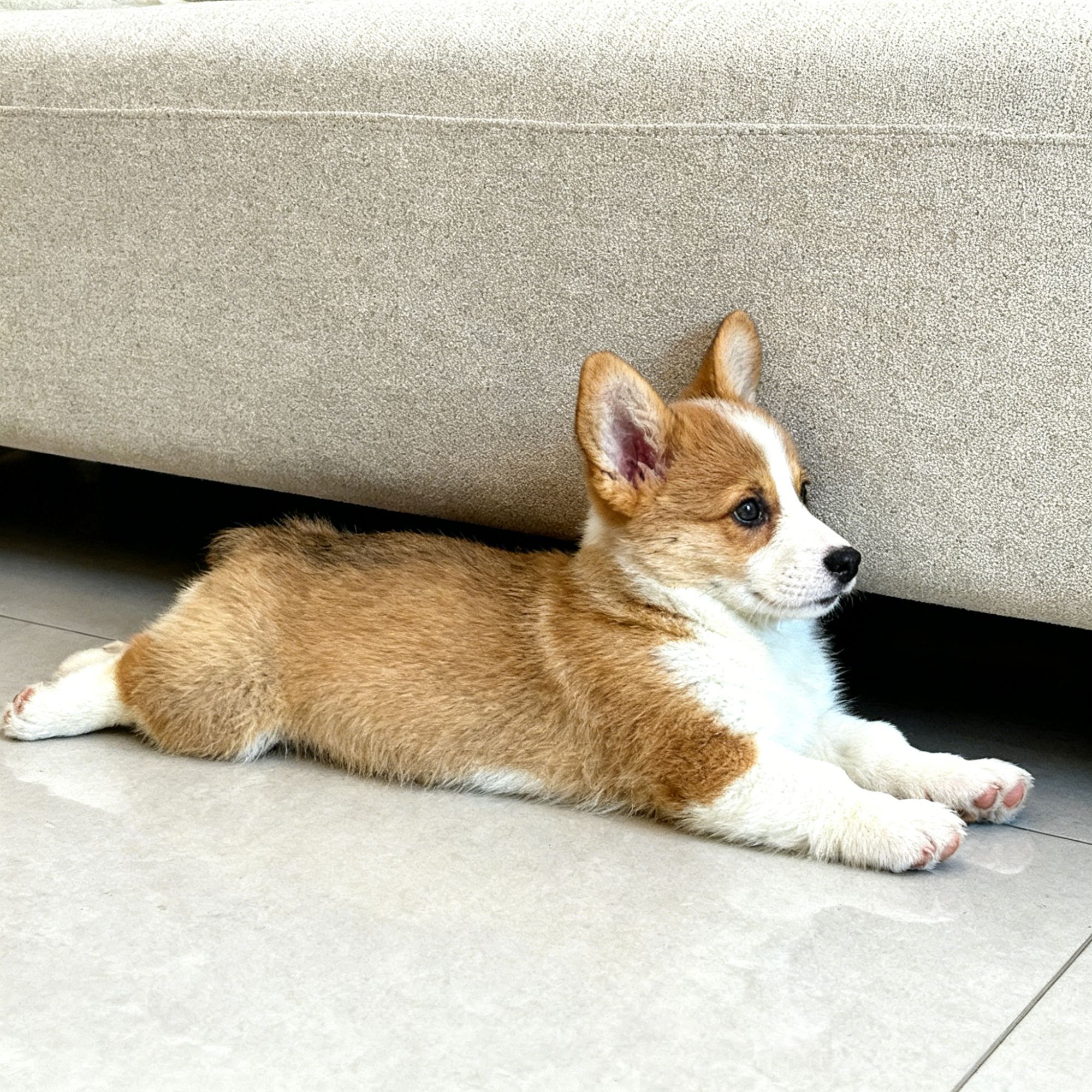 柯基幼犬混血可爱狗狗小狗小型犬便宜黑白狗活体听话小狗狗家养