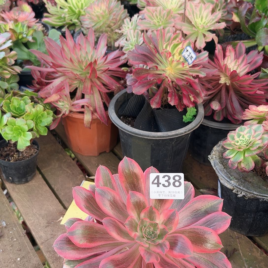 浣纱438多肉植物多肉植物