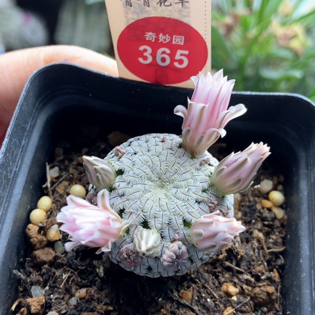 实生粉花白斜子3.1cm