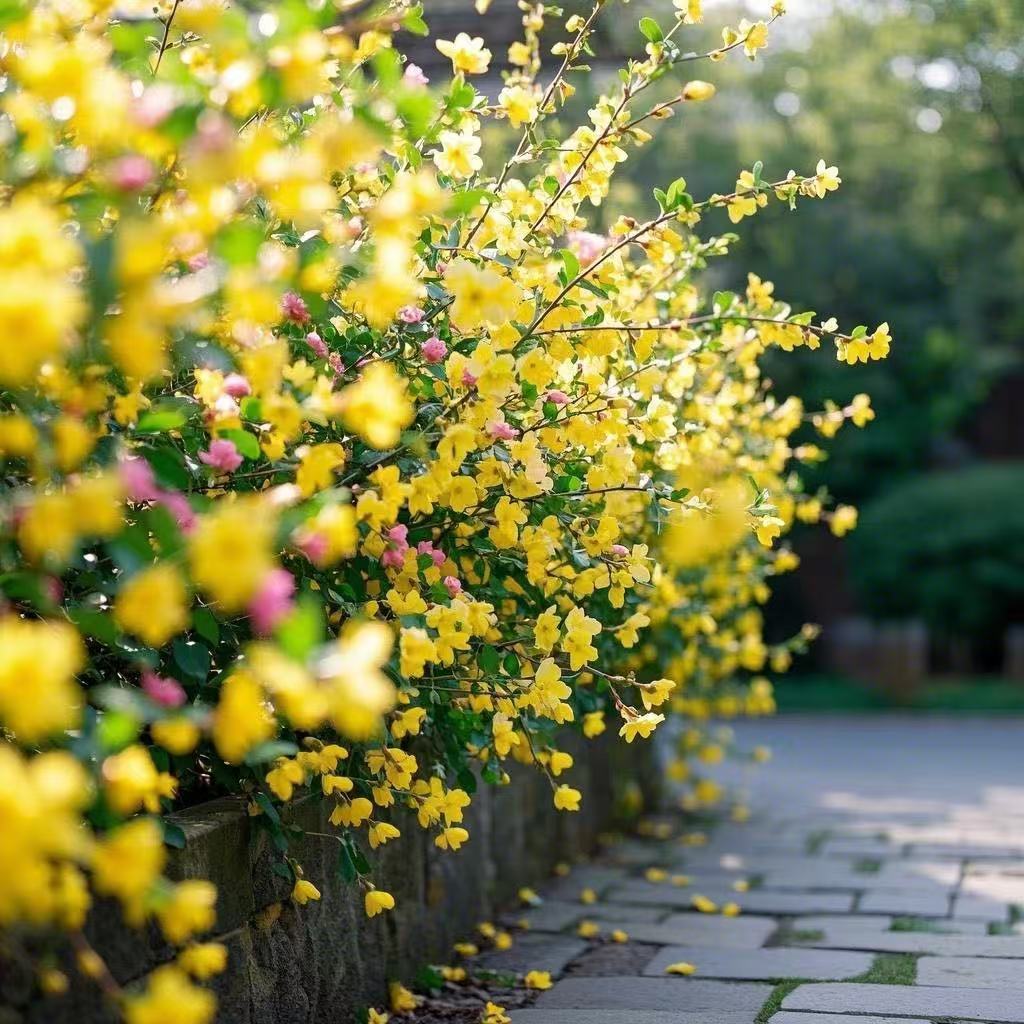耐寒迎春探春报春花苗地栽盆栽攀援爬藤垂吊类花卉植物瀑布般爆花