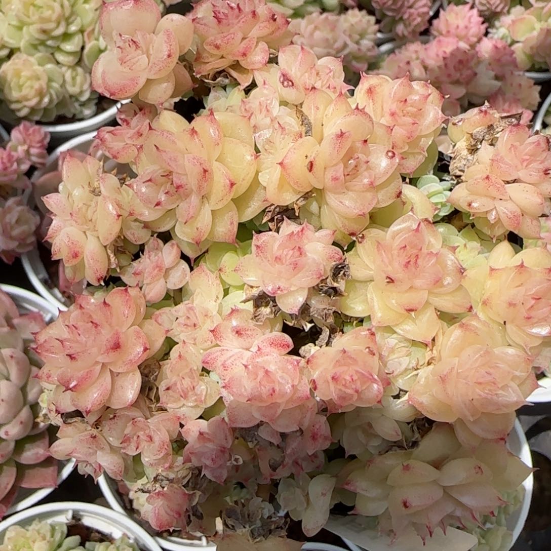 花语逸镜0311-228散