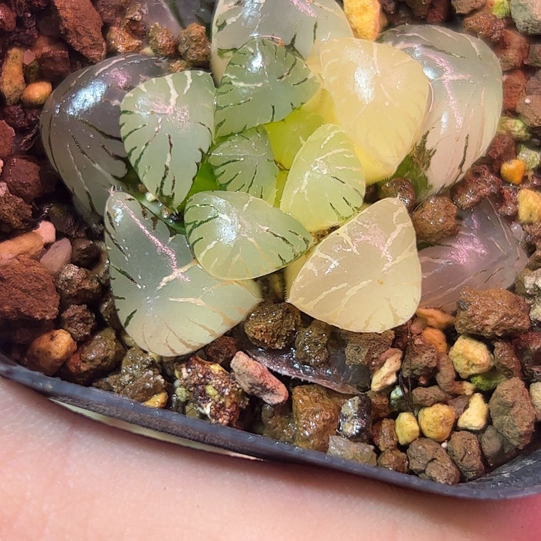 孔明灯锦十二卷多肉植物满