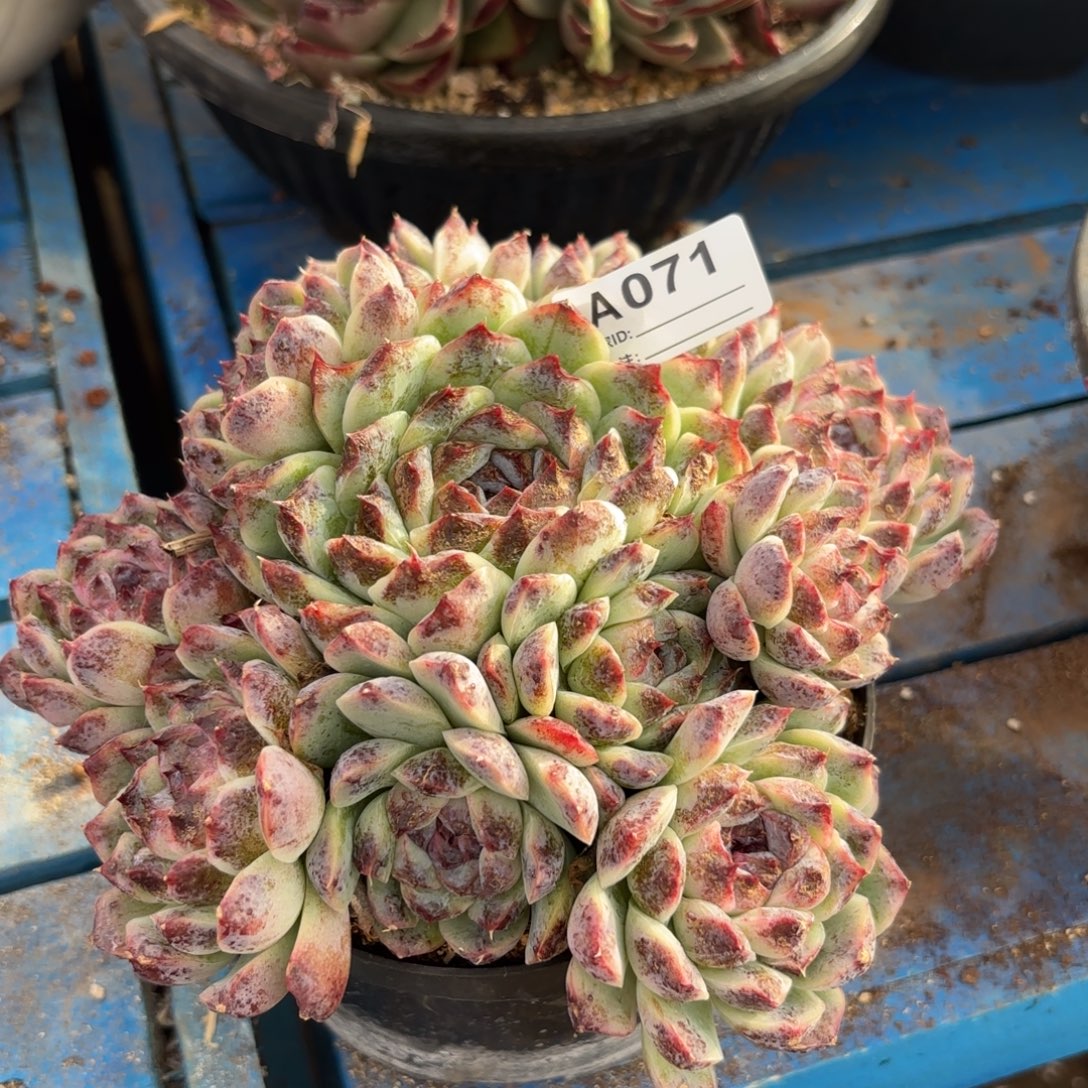 若茹东云单拍A071