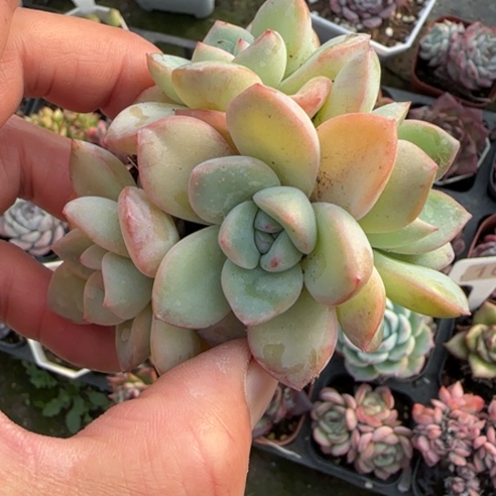 23泡芙多肉植物多