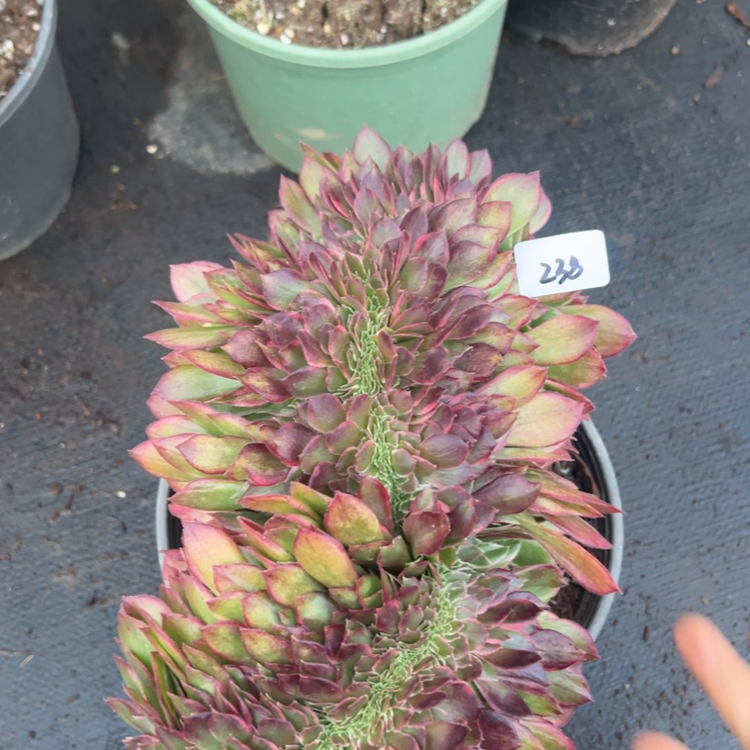 238黑魔锦缀多肉椅子