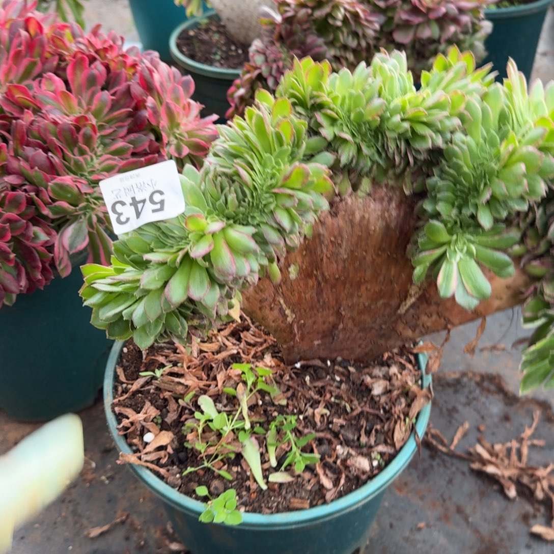 543海王缀化多肉植物
