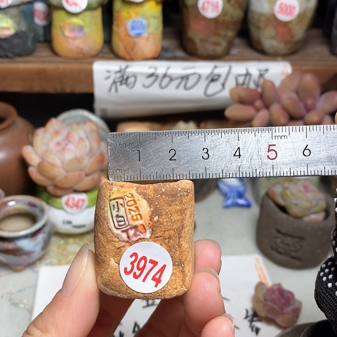 红陶拍5送一个小