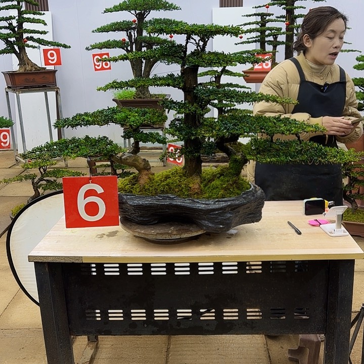 盆景直播间一物一拍