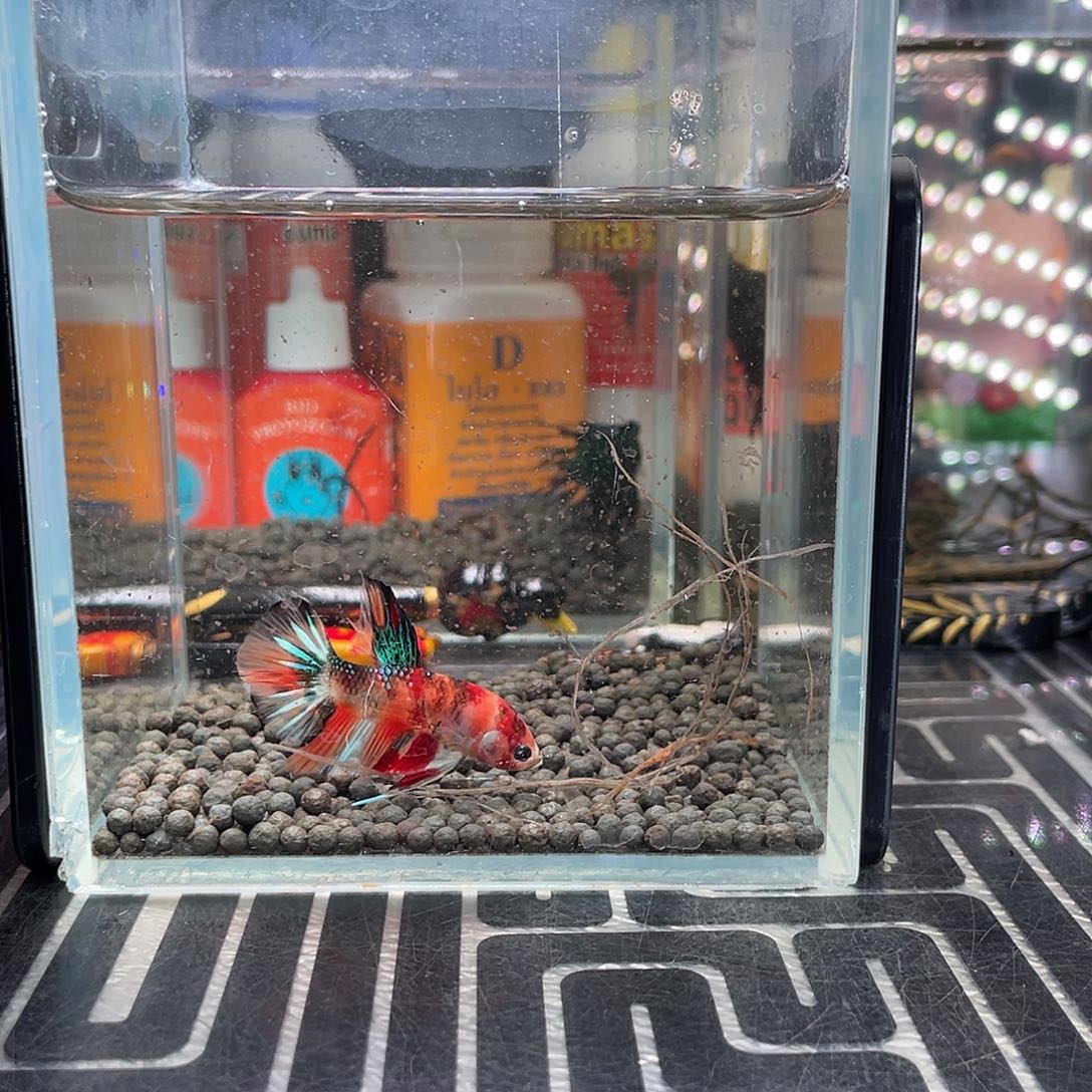 斗鱼4号126早糖果