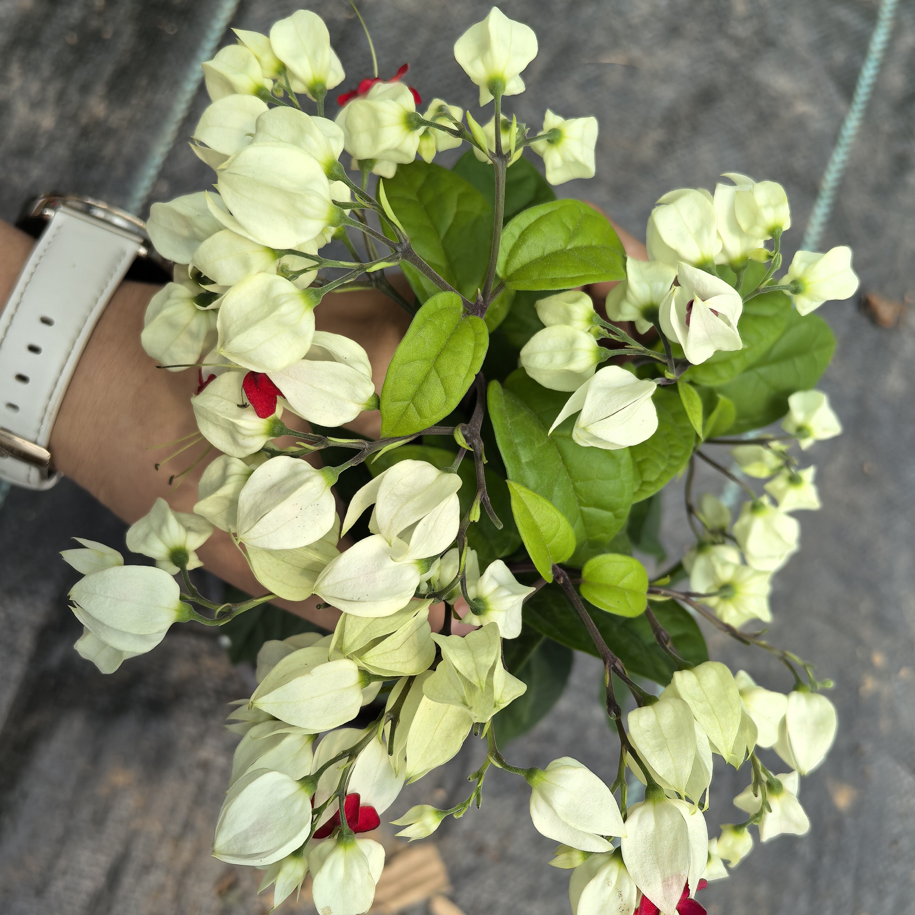 【小黄家】龙吐珠盆栽室内外庭院阳台四季开花多年生植物