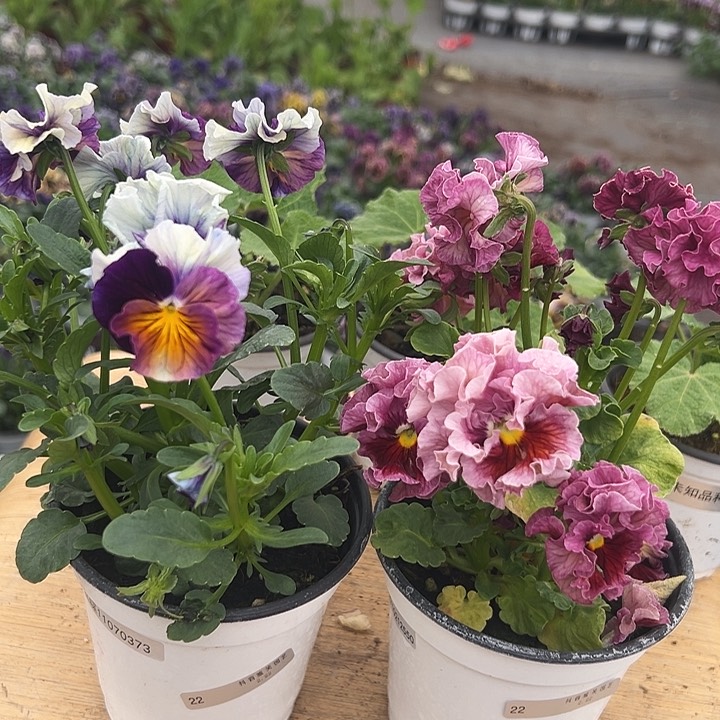 红陶抖音直播闪拍22