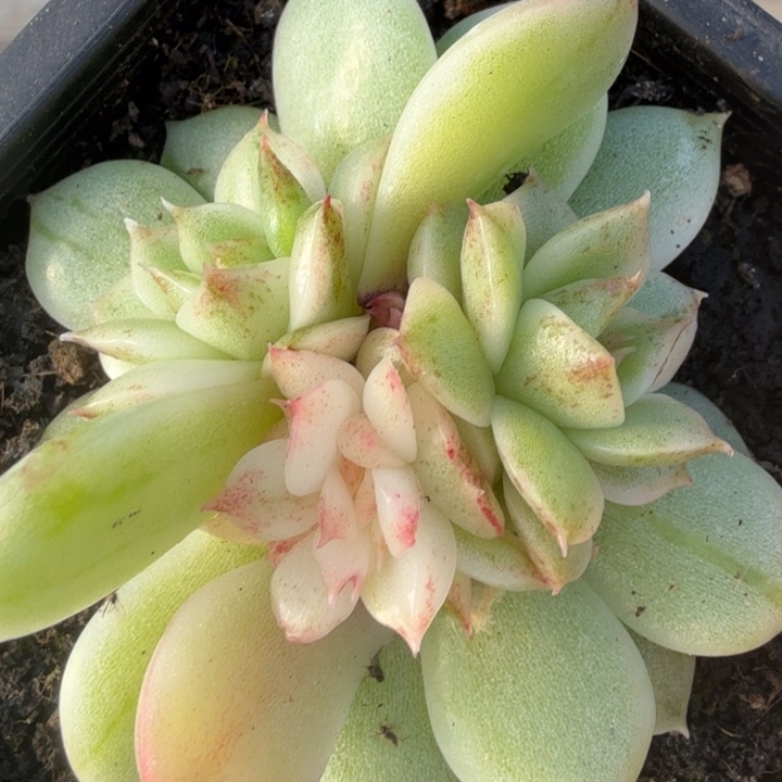 黑水晶锦腹轮锦底座群