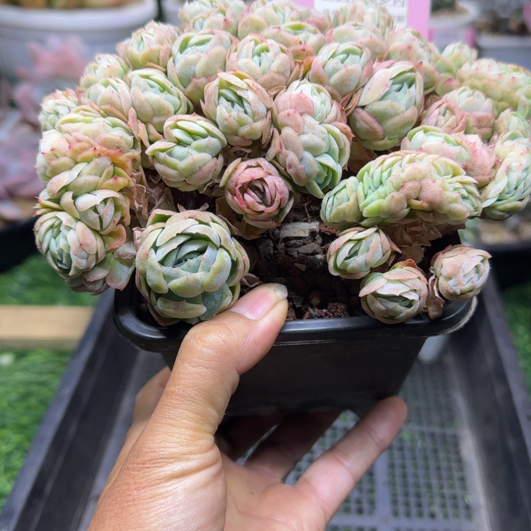 锦安精品多肉植物205