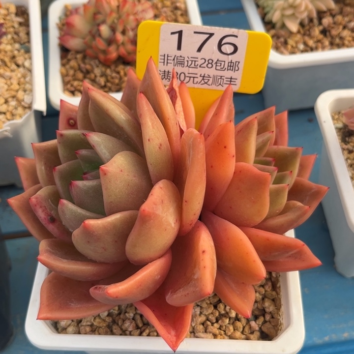 大176。vxvcbcbbnnn