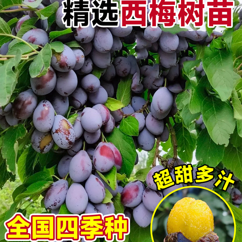西梅树树苗盆栽室内外庭院果树果苗南方北方四季种植耐寒水果树苗