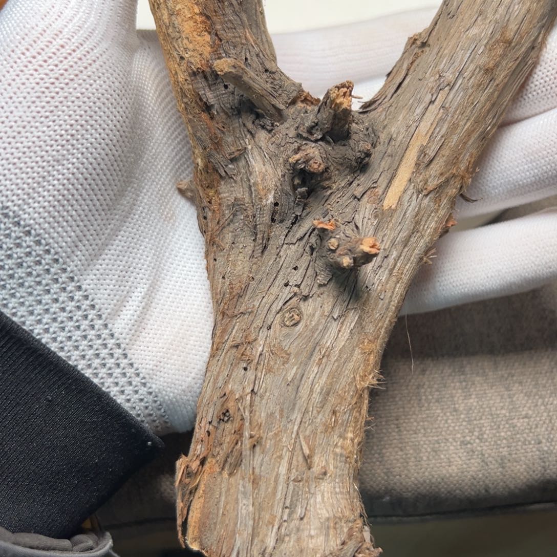 一***伴柏木（崖柏）其他随机