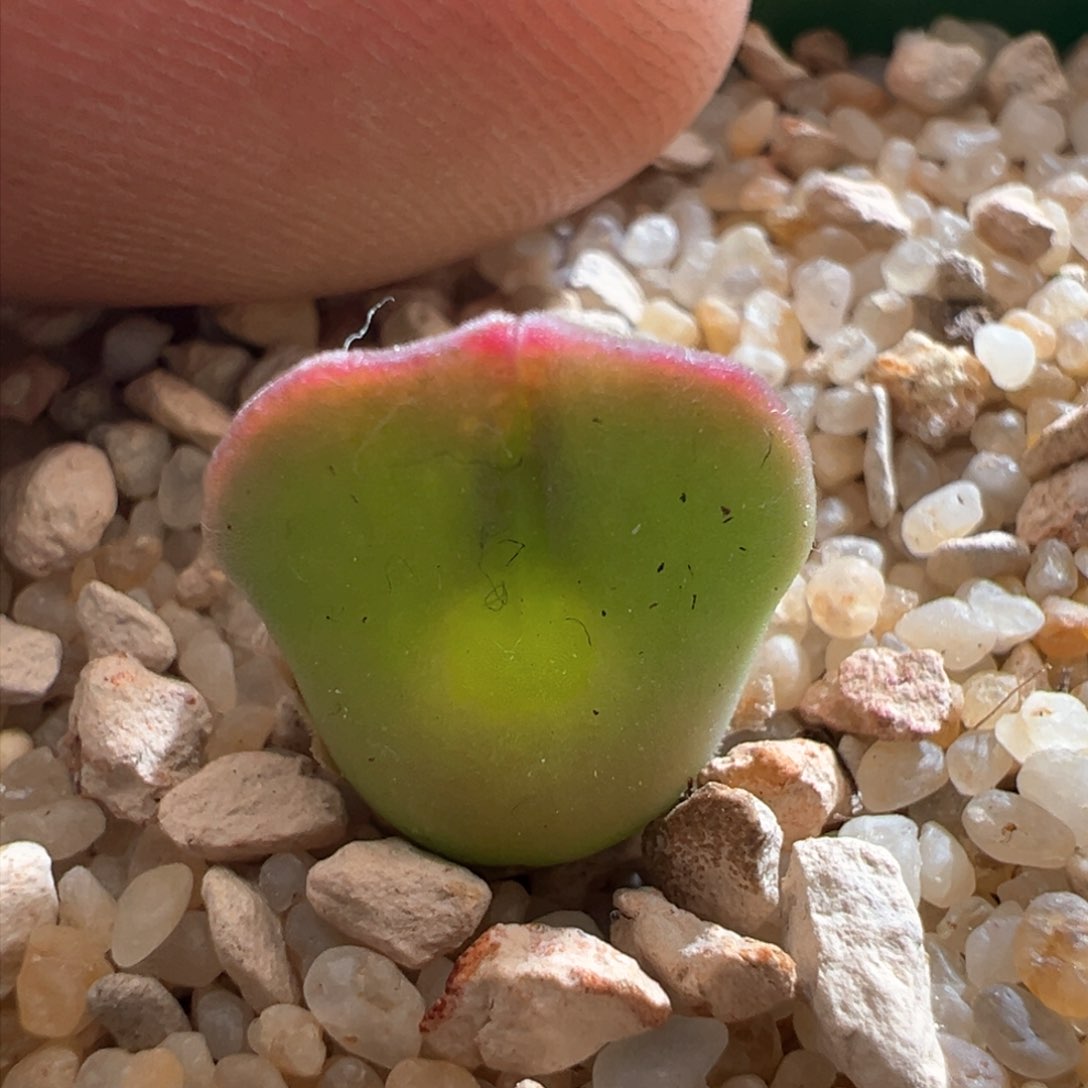 931。青蛙优选大眼空蝉。