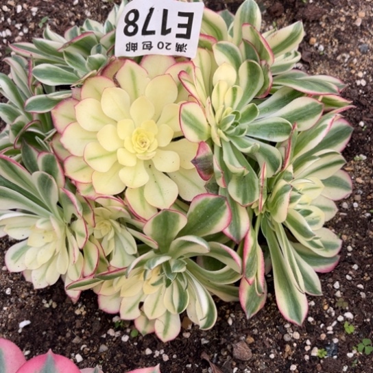 178海鲜法师不包断枝