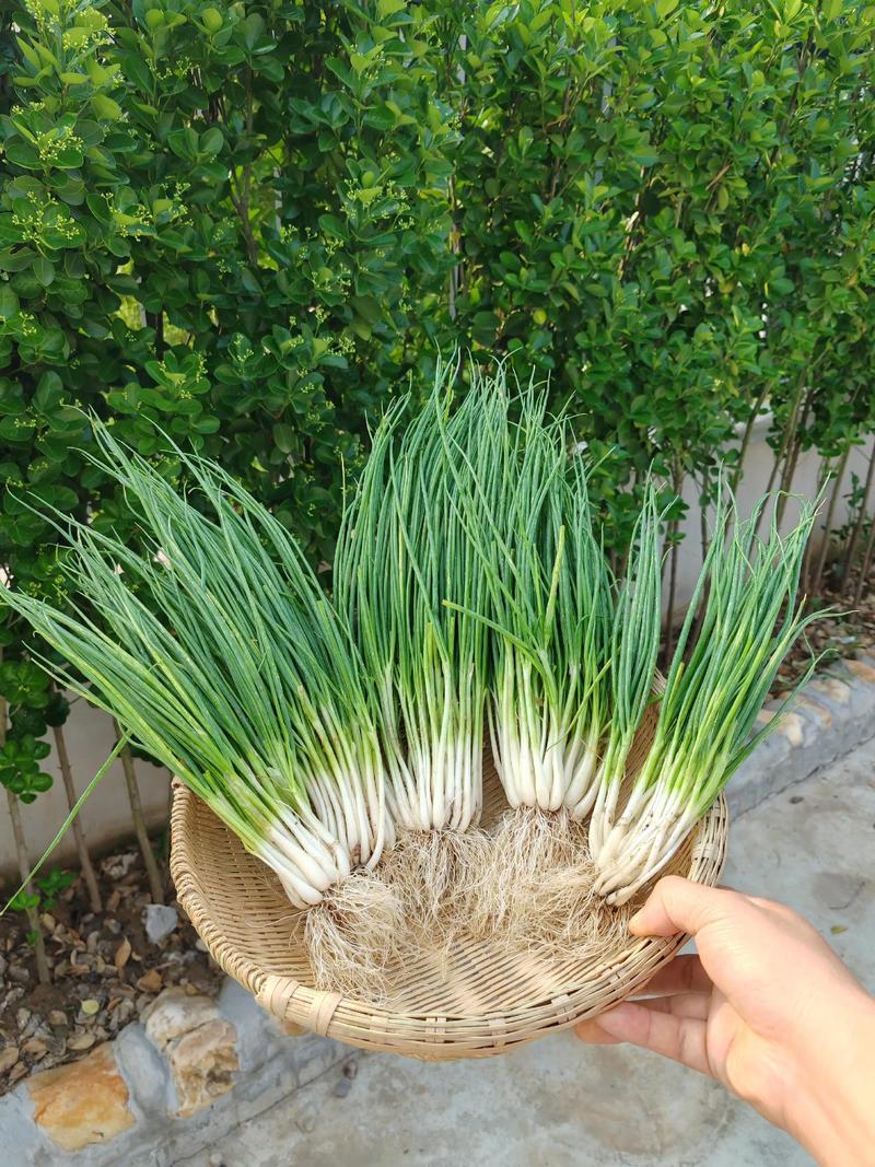【农户自留地】苏北农家新鲜小香葱蔬菜小葱露天自种米葱当天发葱白
